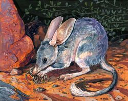  ambiguous_gender arachnid arthropod bandicoot bilby duo feral goat-soap hi_res mammal marsupial spider traditional_media_(artwork) 