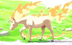  absurdres animal_focus closed_mouth commentary_request day fiery_hair fire full_body grass highres horns horse komepan looking_down no_humans outdoors pokemon pokemon_(creature) rapidash red_eyes single_horn solo standing 