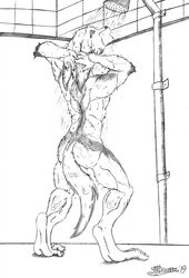  2019 anthro ass bathing fur hands_behind_head hi_res male mammal marcushunter nude radarr shower showering signature solo standing storm_hawks tiptoes water wet wet_body wet_fur 