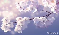  artist_name blurry blurry_background branch cherry_blossoms commentary_request depth_of_field flower no_humans original outdoors realistic scenery sidelighting twitter_username yonasawa 