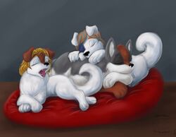  2017 akita akita_inu ambiguous_gender blonde_hair canid canine canis closed_eyes collie daww domestic_dog feral fur group hair herding_dog mammal multicolored_body multicolored_fur open_mouth pastoral_dog pillow quadruped sheepdog simple_background sleeping spitz tired yawn zannah 