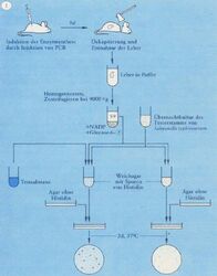 ambiguous_gender axe chart decapitation diagram dr_bruce_ames feral flow_chart german_text knife laboratory_equipment laboratory_glassware mammal melee_weapon petri_dish rodent science scientific_instrument solo syringe text the_more_you_know translated weapon what what_has_science_done