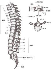 anatomy bone chinese_text dd-101 diagram educational informative lol_comments not_furry skeleton spine text the_more_you_know translated zero_pictured