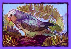  2019 ambiguous_gender avian beak bird blue_body blue_feathers digital_media_(artwork) feathered_wings feathers feet feral jagal monk_parakeet neotropical_parrot parakeet parrot simple_background solo talons toes true_parrot wings 