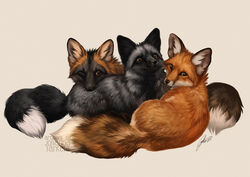  ambiguous_gender black_body black_fur brown_body brown_eyes brown_fur canid canine cheek_tuft dipstick_tail facial_tuft feral fox fur grey_body grey_fur group inner_ear_fluff johis looking_at_viewer mammal markings multicolored_tail one_eye_closed orange_body orange_fur red_fox signature silver_fox simple_background tail tail_markings true_fox tuft white_background white_body white_fur 