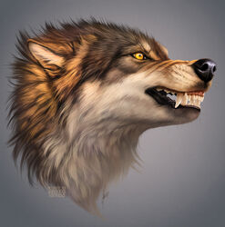  ambiguous_gender black_nose brown_body brown_fur canid canine canis detailed fangs feral fluffy fur gradient_background grey_background headshot_portrait hi_res inner_ear_fluff johis mammal portrait signature simple_background snarling solo teeth tuft whiskers white_body white_fur wolf yellow_eyes 