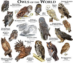  2015 aegolius ambiguous_gender athene_(genus) avian barn_owl barred_owl biological_illustration bird black_body black_eyes black_feathers boreal_owl branch brown_body brown_feathers burrowing_owl eared_owl elf_owl english_text eurasian_eagle-owl european_scops_owl feathered_wings feathers feral flying great_grey_owl great_horned_owl grey_body grey_feathers hi_res horned_owl long-eared_owl looking_at_viewer madagascan_owl markings multicolored_body multicolored_feathers multiple_images northern_saw-whet_owl owl perching red_sclera roger_hall scientific_name screech_owl short-eared_owl simple_background snowy_owl solo species_name spots spotted_body spotted_feathers strix_(genus) tagging_guidelines_illustrated tan_body tan_feathers technical_illustration text true_owl tyto tytonid western_screech_owl white-faced_owl white_background white_body white_feathers wings yellow_sclera zoological_illustration 