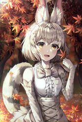  :d absurdres animal_ears artist_name autumn autumn_leaves bad_id bad_twitter_id bare_shoulders blush bow bowtie brown_eyes center_frills elbow_gloves falling_leaves female forest frills gloves highres kemono_friends leaf looking_at_viewer mirage_(rairudiseu) nature open_mouth short_hair skirt smile solo tail upper_body white_hair white_serval_(kemono_friends) 