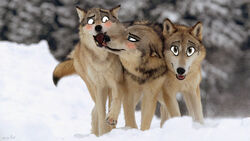  16:9 canid canine canis draw_over female feral funny_face group humor male mammal outside powerinfinity snow trio widescreen winter wolf 