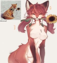  2023 anthro biped black_body black_fur blush breasts canid canine closed_eyes digital_media_(artwork) featureless_breasts featureless_crotch female feral flower flower_in_mouth fox fur gloves_(marking) hair hi_res long_hair mammal markings multicolored_body multicolored_fur orange_body orange_fur photo_reference plant quadruped red_body red_fur red_hair redraw reference_image reference_photo ressue simple_background solo sunflower white_background white_body white_fur 