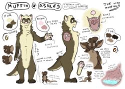  anthro ashley_(themuffinly) domestic_ferret duo english_text female female_(lore) female_anthro fluffy larger_anthro larger_male larger_nude male male_(lore) male_anthro mammal micro model_sheet mouse muffin_(themuffinly) murid murine mustelid musteline nude nude_anthro nude_female nude_male pawpads rodent size_difference smaller_anthro smaller_female smaller_nude tail text themuffinly thick_tail true_musteline weasel 