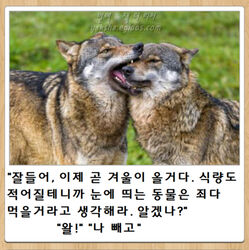  animal biting closed_eyes closed_mouth commentary_request ears_back fangs field grass grey_wolf korean_commentary korean_text lowres nature open_mouth original outdoors photo_(medium) reference_photo resized roonhee third-party_edit third-party_watermark translation_request upscaled wolf 