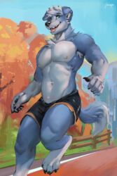  2:3 anthro athletic_wear bare_chest blue_body blue_fur border_collie bottomwear canid canine canis chest_tuft cinder_collie claws clothed clothing collie domestic_dog fur green_eyes gym_bottomwear gym_shorts herding_dog hi_res jogging juiceps looking_at_viewer male mammal muscular muscular_anthro muscular_male outside park pastoral_dog plant sheepdog shorts smile solo tree tuft 