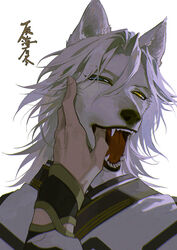  1boy animal_ears bishounen blue_eyes body_fur chinese_clothes chinese_text claws disembodied_hand fangs finger_in_another&#039;s_mouth furry furry_male grey_fur grey_hair hand_grab hand_on_another&#039;s_face hand_up heterochromia kinsatsu_(grizzled) long_hair looking_at_viewer male_focus open_mouth original portrait simple_background tongue white_background wolf_boy wolf_ears yellow_eyes 