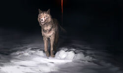  2022 5:3 ambiguous_gender canid canine canis detailed_background digital_media_(artwork) empty_eyes feral fur grey_body grey_fur mammal night outside snow solo teeth white_eyes wolf wolnir 