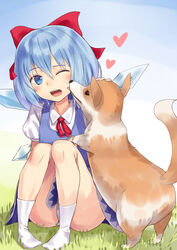  ass blue_dress blue_eyes blue_hair blush canine cirno commentary_request doonatsu. dress female full_body hair_ornament hair_ribbon heart ice ice_wings one_eye_closed open_mouth panties pantyshot pet puffy_sleeves ribbon short_hair short_sleeves sitting smile socks solo touhou underwear white_socks wings 