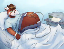  ailurid anthro bed belt electronics furniture hospital hospital_gown lying male mammal medical_instrument monitor pillow pregnant pregnant_anthro pregnant_male randomgirl1265 red_panda scientific_instrument solo wristband 