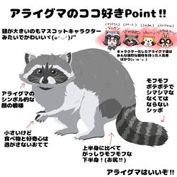  1:1 2020 animal_humanoid anthro arai-san araiguma bono_bono brown_body brown_fur feral fur grey_body grey_fur group humanoid japanese_text kemono_friends mammal mammal_humanoid procyonid procyonid_humanoid raccoon raccoon_humanoid rascal_(rascal_the_raccoon) rascal_the_raccoon simple_background text translated umikazenet3 white_background 