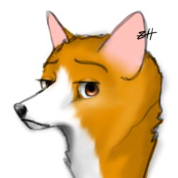  1:1 anthro brown_eyes canid canine canis cipher_(zerohours) digital_drawing_(artwork) digital_media_(artwork) domestic_dog fur headshot_portrait herding_dog icon male mammal pastoral_dog portrait simple_background solo welsh_corgi white_background white_body white_fur zerohours 