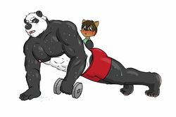 2014 abs anthro athletic bear biceps big_muscles black_body black_fur black_nose blush bodily_fluids bottomwear clothed clothing domestic_cat duo exercise felid feline felis fur garret_(rain-yatsu) giant_panda hair holding_object male mammal muscular muscular_male nipples pecs pose rain-yatsu shorts sweat tim_(rain-yatsu) topless weightlifting weights white_body white_fur workout yellow_eyes