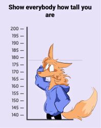  2023 absurd_res anthro black_bottomwear black_clothing black_pants blue_clothing blue_hoodie blue_jacket blue_topwear bottomwear canid canine chart clothed clothed_anthro clothed_male clothing dudenahuel english_text fully_clothed fully_clothed_anthro fully_clothed_male fur height height_chart hi_res hoodie jacket male mammal maned_wolf nahuel_(dudenahuel) orange_body orange_fur pants solo text topwear 