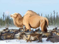 2022 4:3 agustindiazart ambiguous_gender antlers brown_body brown_fur camel camelid cervine deer elk ellesmere_island_camel feral forest fur grey_body grey_fur group herd hi_res horn mammal multicolored_body multicolored_fur nature outside painting_(artwork) plant prehistoric_species size_difference snow tan_body tan_fur tree white_body white_fur winter 