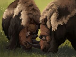  2024 4:3 agustindiazart brown_body brown_eyes brown_fur duo feral field fight fur grass hi_res horn long_fur male mammal plant prehistoric_species quadruped rhinoceros shaggy_fur steppe tan_body tan_fur woolly_rhinoceros 