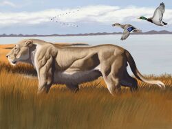  2023 4:3 agustindiazart ambient_bird anas anatid anseriform avian beak belly bird black_nose blue_body blue_feathers brown_body brown_chest cave_lion cloud colored dabbling_duck detailed_background digital_media_(artwork) digital_painting_(artwork) digitigrade dipstick_tail duck feathers feet felid feral field flying fur grass grasslands green_body green_head grey_body grey_feathers group hi_res hill horizon inner_ear_fluff lake long_grass male mallard mammal markings mountain multicolored_body multicolored_feathers multicolored_fur multicolored_tail muscular muscular_feral muscular_male nude nude_male orange_body orange_feet orange_legs orange_skin painting_(artwork) pantherine plant prehistoric_species quadruped shaded shoreline short_fur side_view sky steppe tail tail_markings tan_body tan_ears tan_fur tan_head tan_inner_ear tan_inner_ear_fluff tan_legs tan_tail tan_thighs throat trio tuft v_formation walking water whisker_spots whiskers white_belly white_body white_feathers white_fur white_tail_tip white_throat white_whiskers 