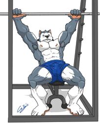  abs alaskan_malamute anthro armpit_hair barbell bench bench_press biceps big_muscles blue_bottomwear blue_clothing blue_shorts body_hair bottomwear bulge canid canine canis chestnuts_(artist) clothed clothing deltoids detailed_bulge domestic_dog exercise feet fur grey_body humanoid_feet humanoid_hands male mammal muscular muscular_anthro muscular_male navel nipples nordic_sled_dog obliques pecs plantigrade quads shorts solo spitz spread_legs spreading topless white_body 