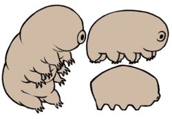  ambiguous_gender claws dreamscreep earless eyeless feral group hi_res multiple_styles octoped simple_background sitting tan_body tardigrade toe_claws toony trio white_background wrinkles 