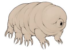  ambiguous_gender claws colored dreamscreep earless eyeless feral hi_res multi_limb octoped simple_background solo tan_body tardigrade toe_claws white_background wrinkles 