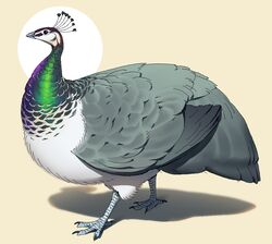  aliasing avian beak bird digital_drawing_(artwork) digital_media_(artwork) entitycore female feral galliform peafowl phasianid solo 