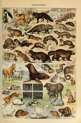  absurd_res adolphe_millot ambiguous_gender american_opossum anatid ancient_art anseriform anserinae australian_possum avian beak beaver biological_illustration bird bovid brown_body brown_fur canid canine canis caprine chinchilla chinchillid civet colobus countershade_fur countershade_torso countershading cricetid dipstick_tail equid equine eulipotyphlan feathered_wings feathers felid feline felis feral fish fox french_text fur genet goat ground_squirrel groundhog group gulonine hamster haplorhine hare hi_res hooves horn horse lagomorph leporid lynx mammal marine markings marmot marsupial marten mephitid mole_(animal) monkey mustelid musteline nutria old_world_monkey otter pinniped primate procyonid public_domain quadruped rabbit raccoon rodent sciurid sheep skunk stoat swan tail tail_markings technical_illustration text traditional_media_(artwork) tree_squirrel true_musteline viverrid weasel whiskers white_body white_feathers white_fur wildcat wings wolf wolverine young young_feral zoological_illustration 