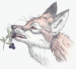  berry canid canine corsack eating feral food fox fruit leaf mammal pinita plant solo tongue tongue_out whiskers yellow_eyes 