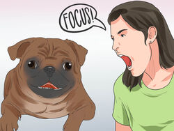  4:3 absurd_res ambiguous_gender canid canine canis derp_eyes domestic_dog female feral hi_res human humor mammal molosser open_mouth pug small_molosser solo toy_dog unknown_artist wikihow yelling 