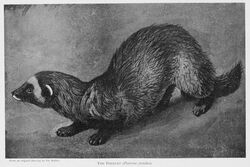  1903 20th_century 3:2 ambiguous_gender ancient_art claws english_text european_polecat feral greyscale harry_johnston mammal monochrome mustelid musteline nude public_domain quadruped simple_background solo species_name text toe_claws traditional_media_(artwork) true_musteline weasel whiskers 