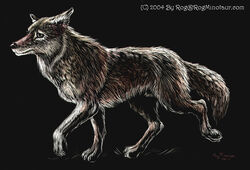  2004 canid canine canis coyote feral male mammal rog_minotaur solo walking 