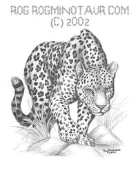  2002 felid feral fur leopard leopard_spots mammal markings monochrome pantherine rog_minotaur solo spots spotted_body spotted_fur stalking 