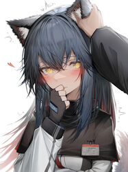  absurdres animal_ears arknights black_gloves black_hair black_jacket blush breasts character_name colored_inner_hair female fingerless_gloves gloves hair_between_eyes hand_to_own_mouth hand_up heart highres id_card jacket long_sleeves looking_at_viewer multicolored_clothes multicolored_hair multicolored_jacket petting pov pov_hands red_hair rubbing_ears simple_background small_breasts solo_focus tab_head texas_(arknights) trembling two-tone_jacket upper_body white_background white_jacket wolf_ears yellow_eyes 