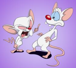  angry anthro buckteeth duo eye_contact hi_res looking_at_another male mammal mouse murid murine open_mouth pinky_(warner_brothers) pinky_and_the_brain rodent scottforester17 simple_background teeth the_brain warner_brothers 