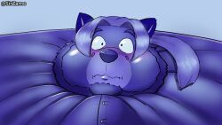  absurd_res anthro blue_body blue_fur blue_hair blueberry_inflation blush body_inflation canid canine cheek_bulge clothed clothing facial_hair fox fur hair headshot_portrait hi_res inflation male mammal ponytail portrait solo thoron wide_eyed zamo 