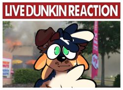  anthro baskin_robbins blue_body blue_fur blue_merle brown_body brown_fur canid canine canis domestic_dog dunkin&#039;_donuts dunkin_(jamsire) fire floppy_ears fur green_eyes hi_res jamsire live_reaction_(meme) mammal meme oblivious orange_body orange_fur photo_background photography_(artwork) solo white_body white_fur 