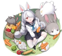  :&lt; alisa_(kuro_no_sakura) animal_ear_fluff animal_ears asymmetrical_legwear azur_lane black_skirt carrot corn corn_cob female food grass grey_hair highres holding holding_carrot holding_food holding_vegetable long_hair long_sleeves looking_at_viewer looking_up mismatched_legwear official_alternate_costume official_art picnic_basket pleated_skirt rabbit rabbit_ears rabbit_girl red_eyes school_uniform serafuku shirayuki_(azur_lane) shirayuki_(bunny_breeder)_(azur_lane) shirt single_thighhigh sitting skirt socks solo squash thighhighs transparent_background vegetable very_long_hair white_shirt white_socks white_thighhighs 