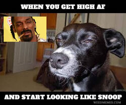  canid canine canis dank domestic_dog drugs experience high_af low_res mammal marijuana meme memez more_shit shitpost sn00p_d0gg snoop_dogg text white_text 