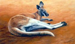  ambiguous_gender brown_body brown_fur closed_eyes feral fur kangaroo macropod mammal marsupial oil_painting_(artwork) painting_(artwork) photorealism realistic red_kangaroo solo traditional_media_(artwork) wildartguy 