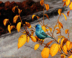  ambiguous_gender avian beak bird blue_body blue_feathers cardinal_(bird) feathers feral indigo_bunting leaf nambroth oil_painting_(artwork) oscine outside painting_(artwork) passerina passerine photorealism plant realistic solo text traditional_media_(artwork) url 