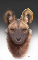  2020 african_wild_dog ambiguous_gender artist_name brown_body brown_fur canid canine conditional_dnp digital_media_(artwork) digital_painting_(artwork) front_view fur gradient_background grey_background grey_nose headshot_portrait hi_res looking_at_viewer mammal portrait shaded simple_background solo white_background wolfbane154 