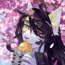  1:1 absurd_res anthro black_hair brown_pupils bust_portrait cherry_blossom cherry_blossom_tree cherry_tree clothed clothing corzh77 domestic_cat eating felid feline felis female flower food fruit_tree fur grey_eyes grey_nose hair heterochromia hi_res holding_food holding_object inner_ear_fluff light light_beam mammal orange_eyes outside plant portrait prunus_(flower) pupils solo sunbeam sunlight tree tuft unsigned white_body white_fur white_inner_ear_fluff yellow_body yellow_fur yellow_inner_ear_fluff yellow_pupils 