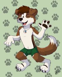  4:5 absurd_res anthro border_collie bulge canid canine canis ched_wild clothed clothing collie domestic_dog fumi_bat herding_dog hi_res male mammal pastoral_dog sheepdog solo underwear underwear_only 