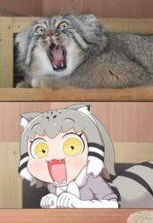  animal_ears cat_ears commentary_request elbow_gloves fangs feline female fur_collar gloves grey_hair highres kemono_friends multicolored_hair nanachii_(nanatidayo) open_mouth pallas&#039;s_cat pallas&#039;s_cat_(kemono_friends) photo-referenced photo_(medium) photo_inset reference_inset skirt yellow_eyes 